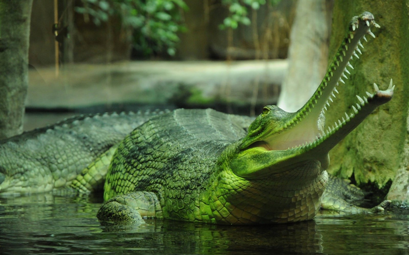 green and brown fish painting animals nature gharial crocodiles 2k