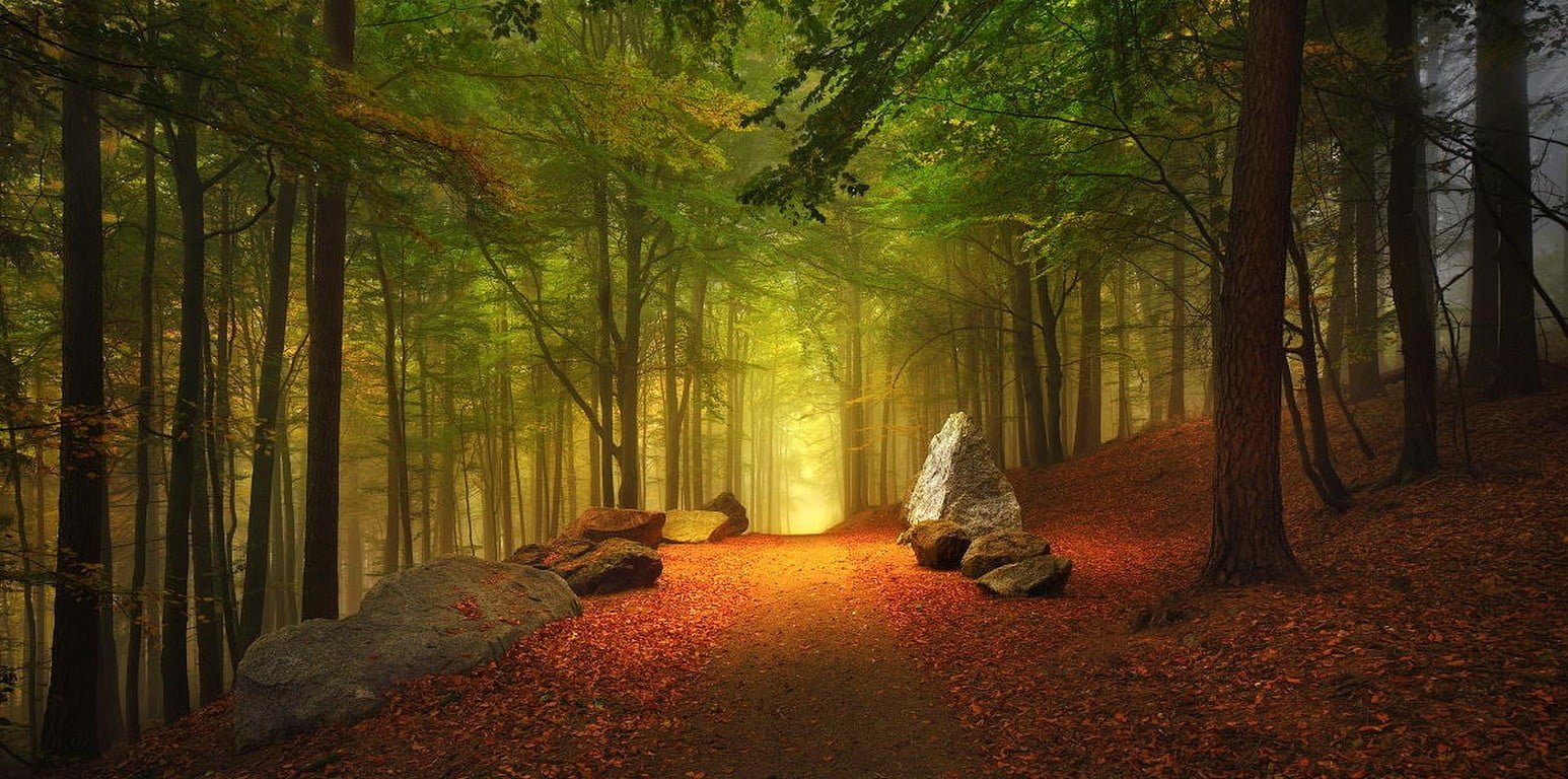 green leafed trees landscape photography of forest path fall 29 2k