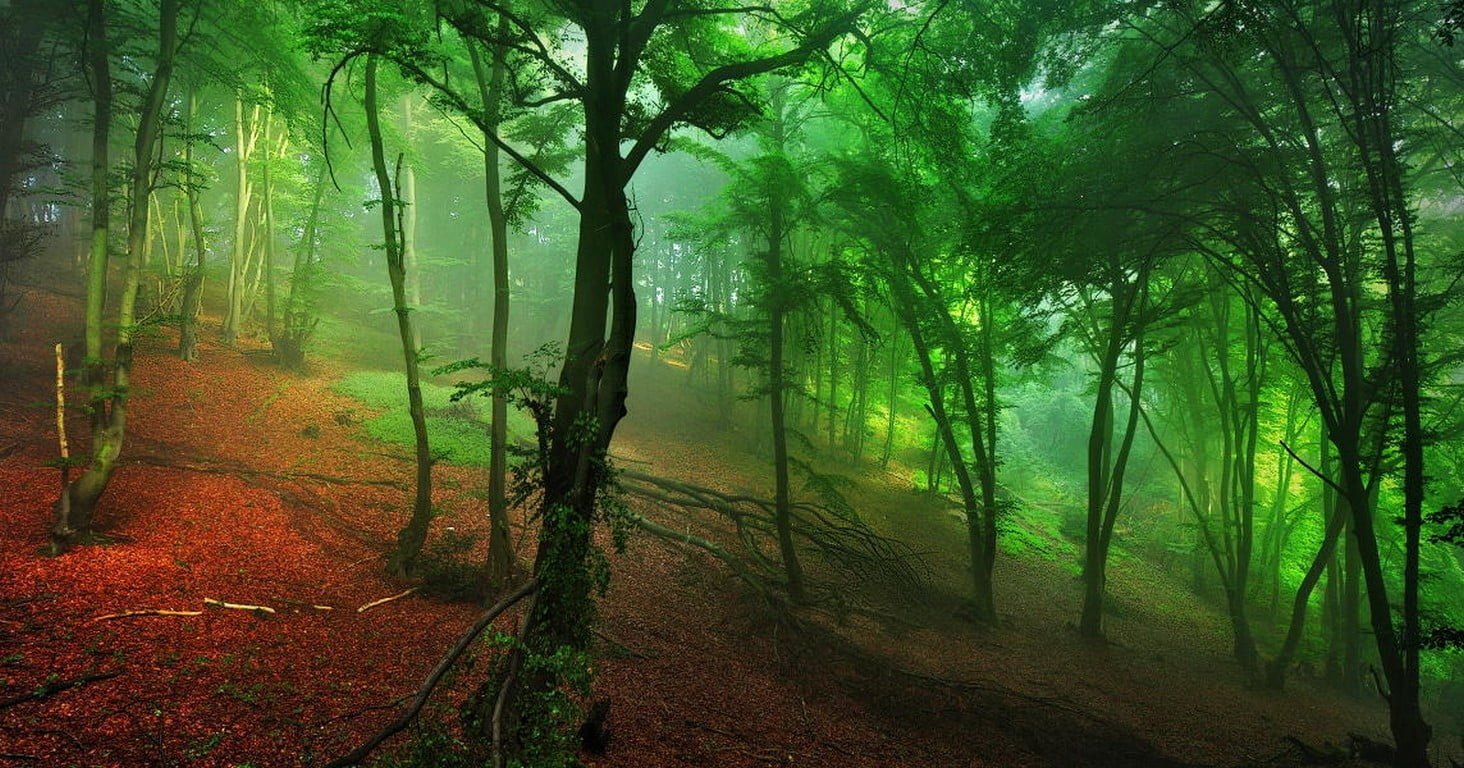 green tree lot mist nature forest red hills leaves landscape