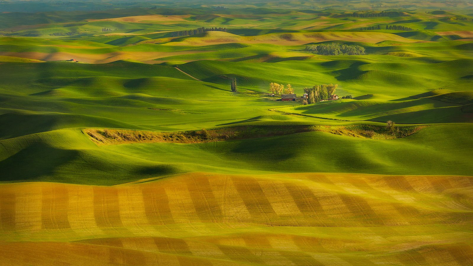 green trees on grass field illustration Winter Wheat Local Color 2k