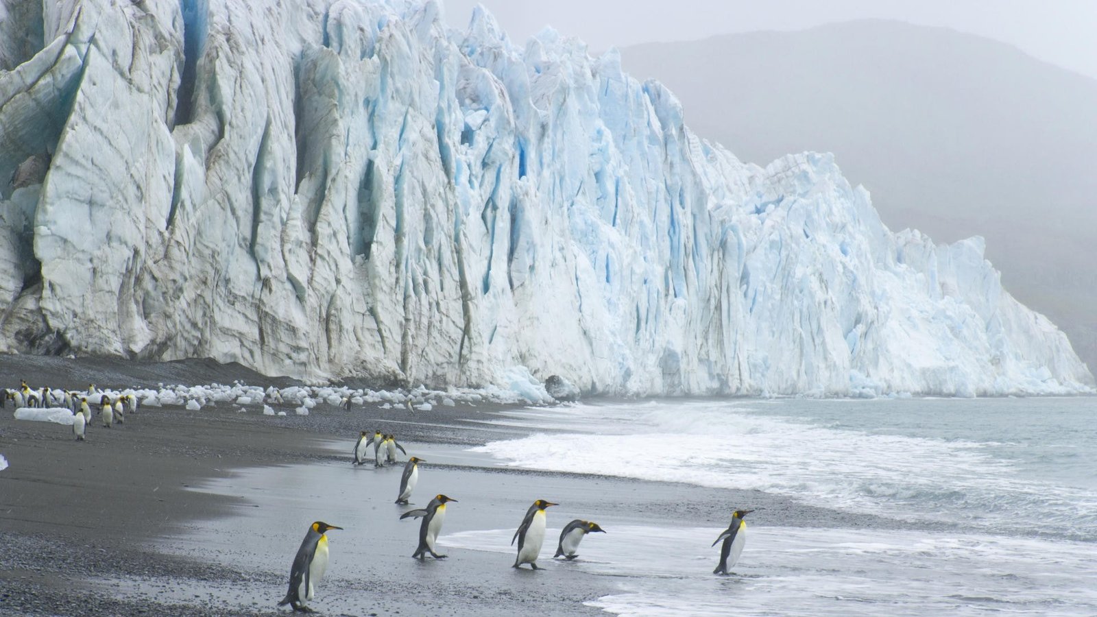 Ice Penguin Bird Beach Ocean HD animals 2k