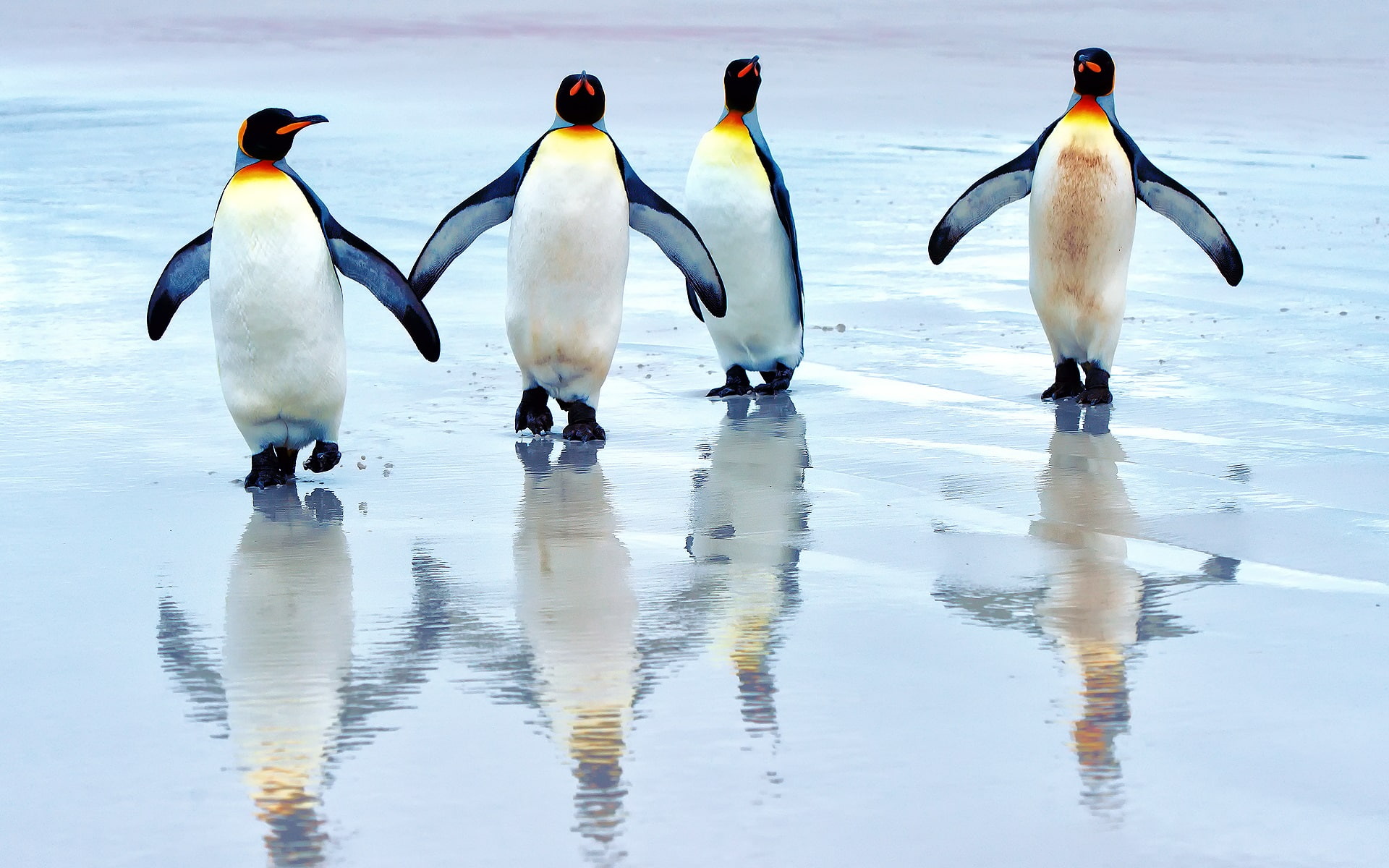 King penguins walking on the beach sea king 2k