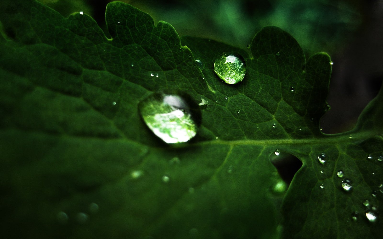 nature green images desktop ultra hd 2k