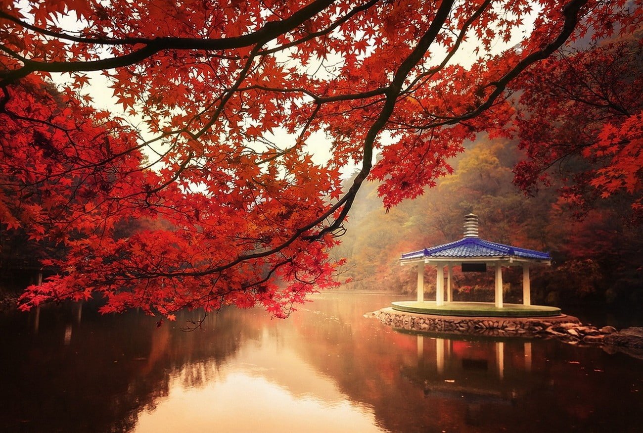 nature landscape fall trees lake hills maple leaves red