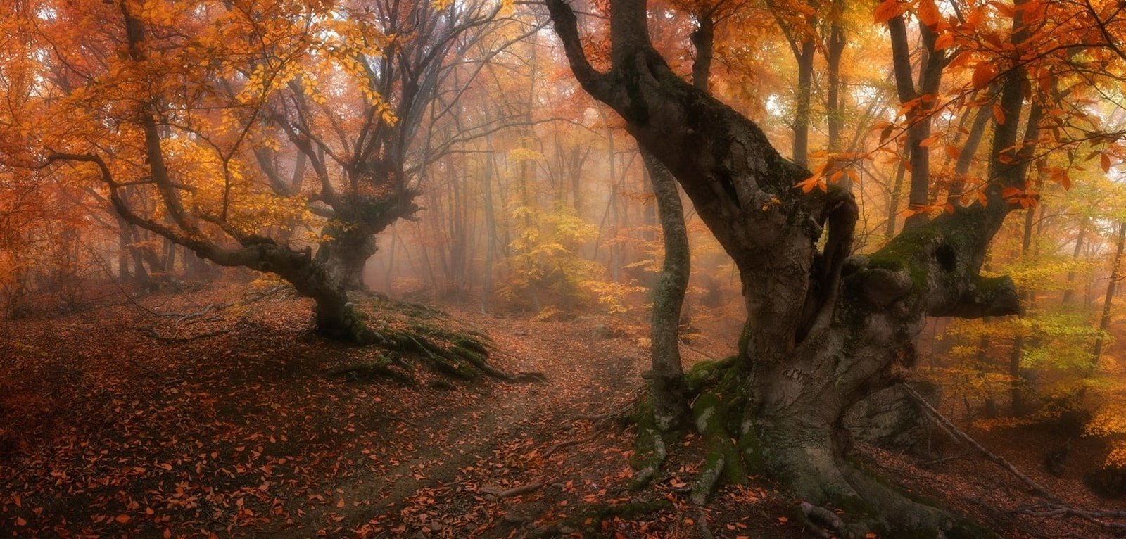 orange leaf tree forest magic fall trees leaves mist path 2k