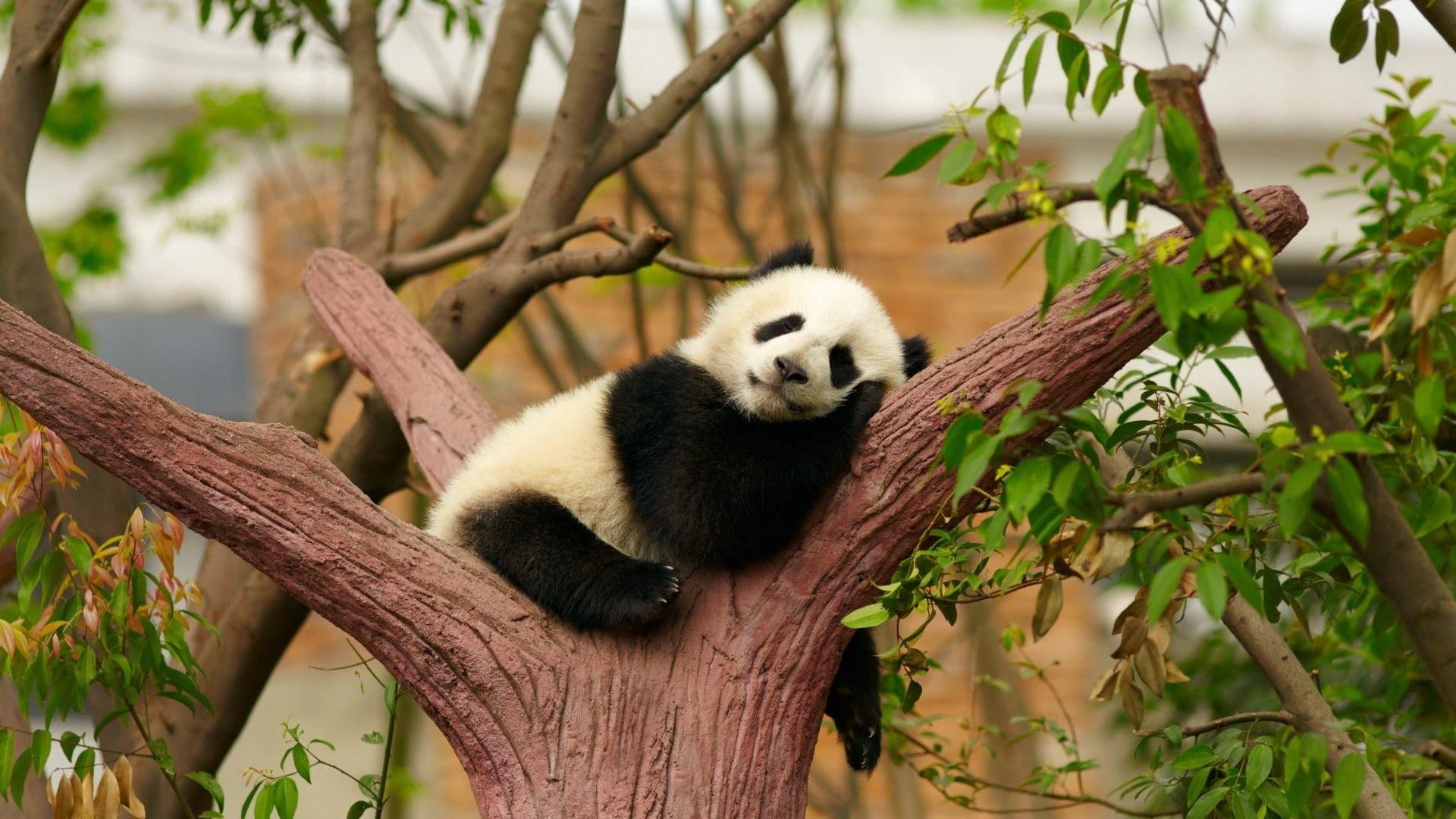 panda animal cute bear relaxing 2k