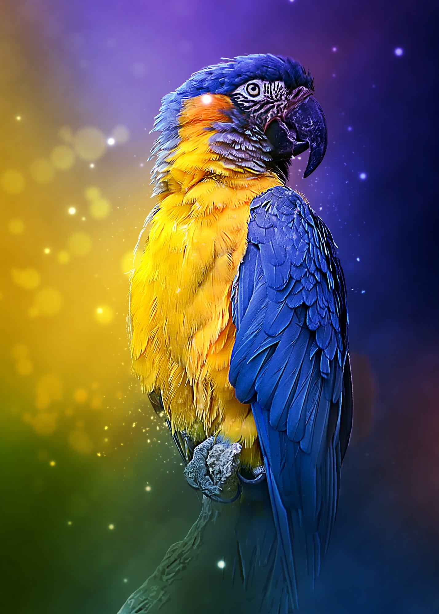 parrot colorful bird feathered animal nature tropical