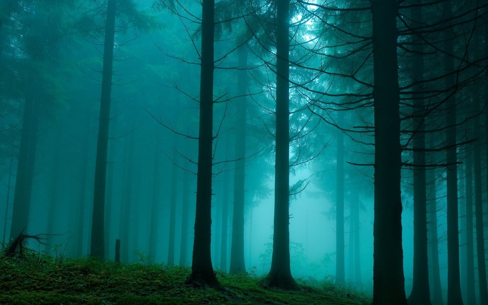 pine trees forest mist nature turquoise plant land trunk 2k