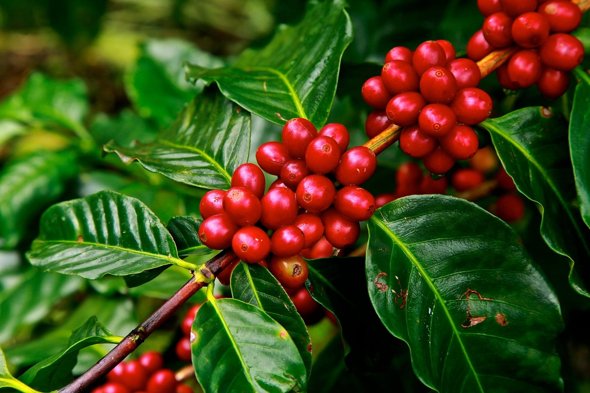 red coffee beans ripe agriculture plant raw crop grow fruit 2k