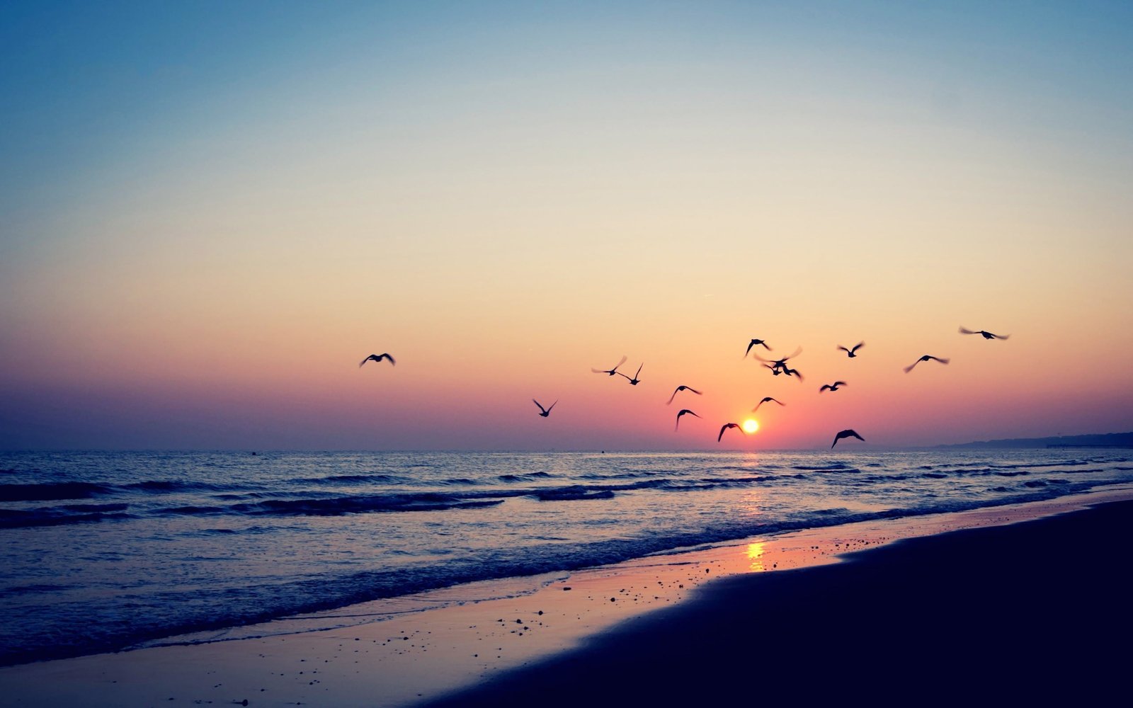 seashore beach sunset sky water bird flying group of animals 2k