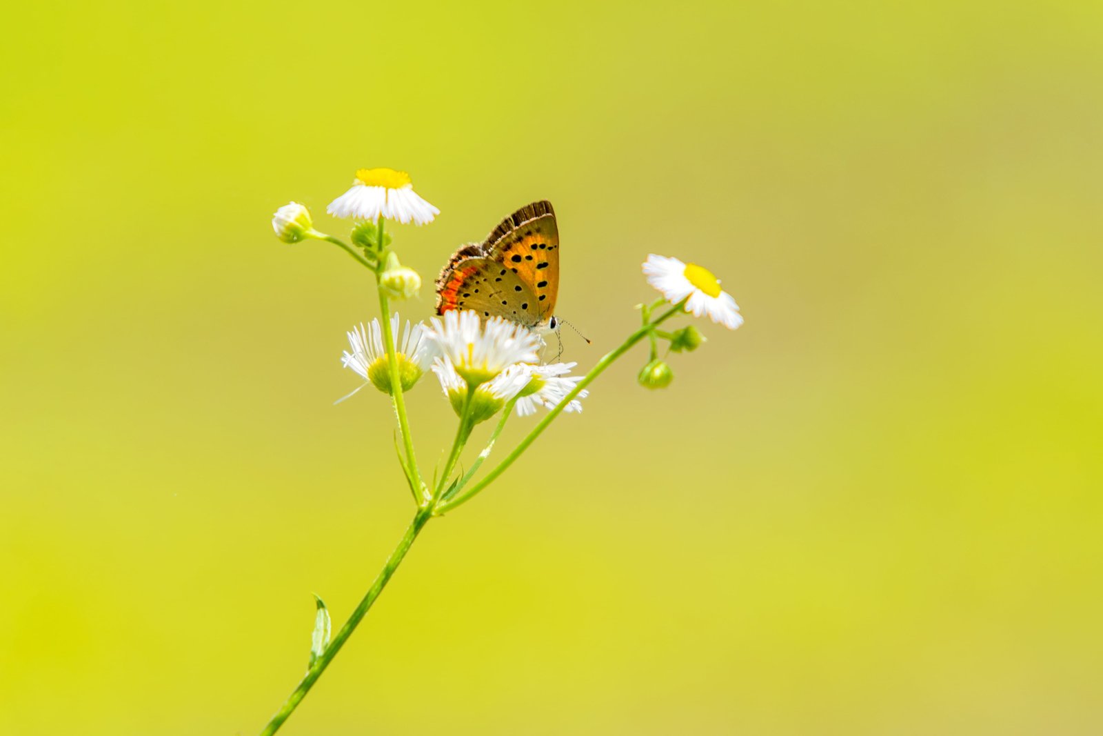 selective focus photography of white petaled flower Small Copper 2k 4k