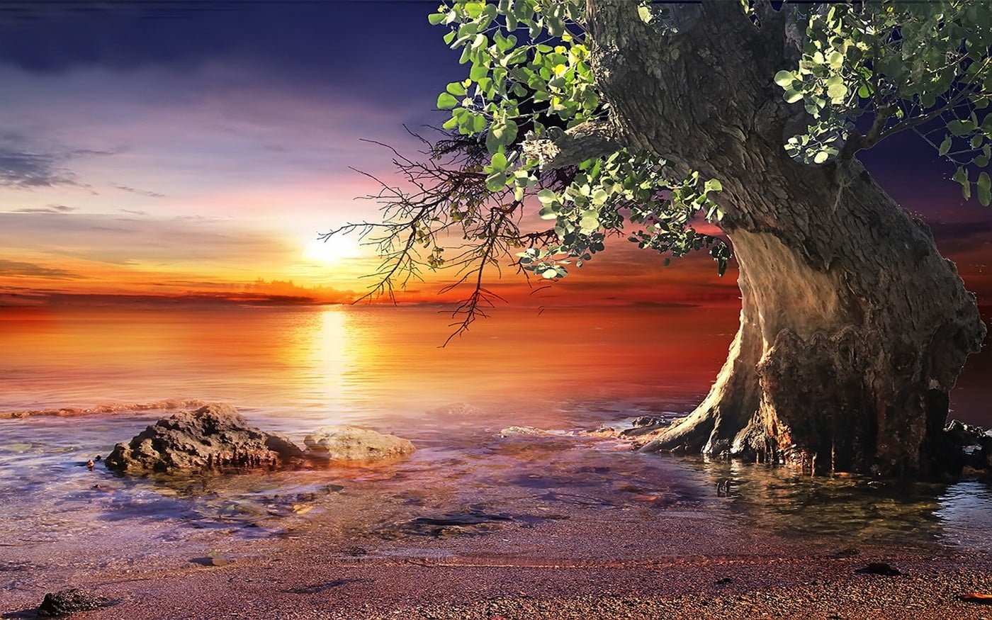 tall tree on seashore digital wallpaper nature landscape sunset