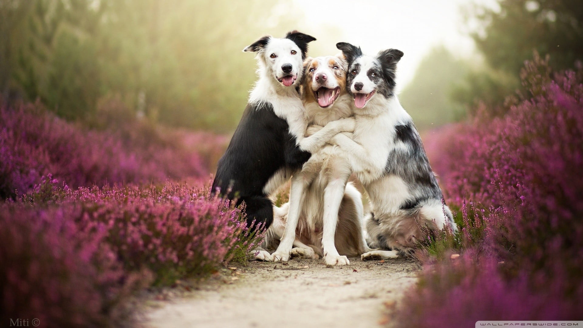 three adult white brown and black border collie animals dog 2k