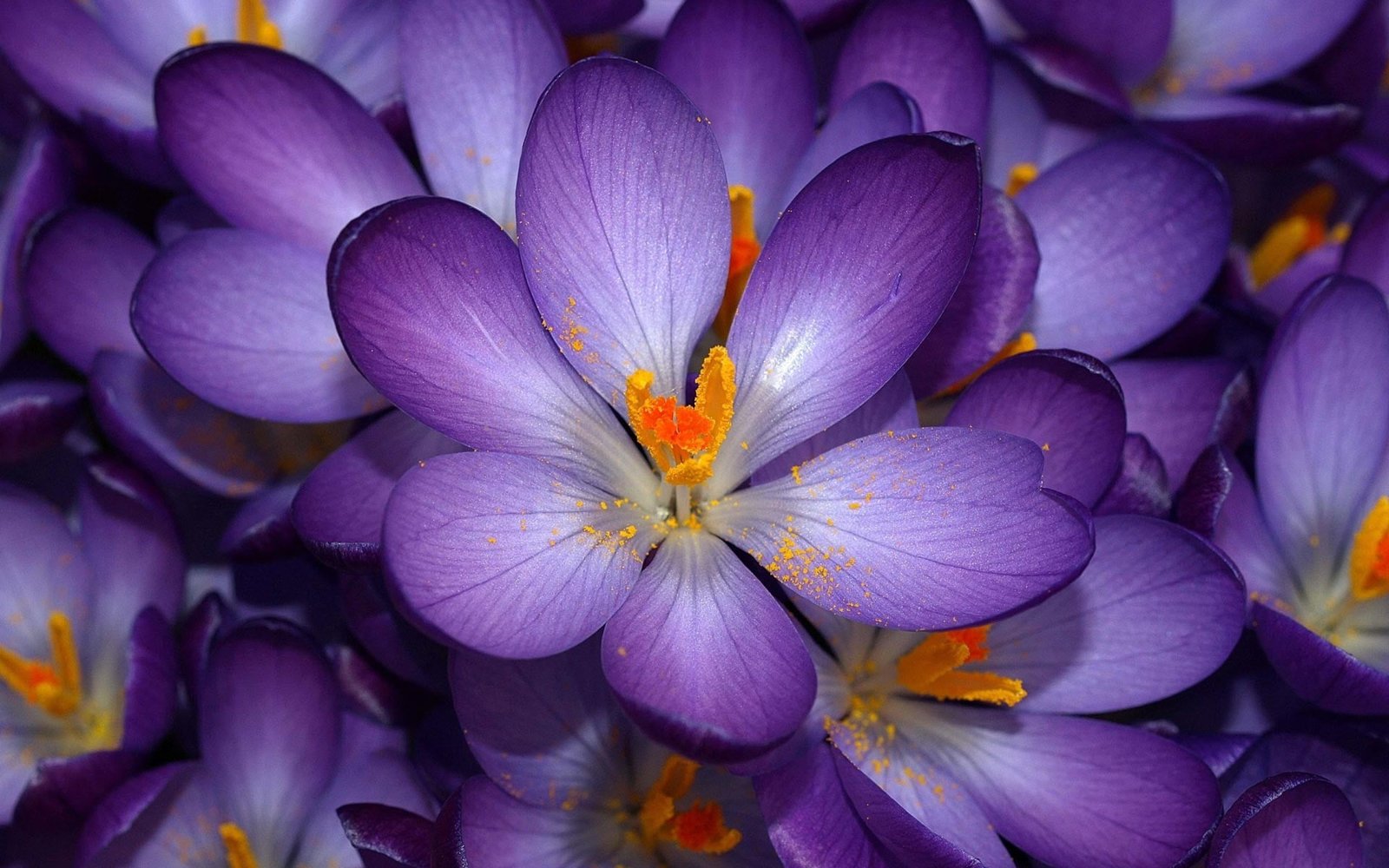 tilt lens photography of purple and yellow flower nature plant 2k