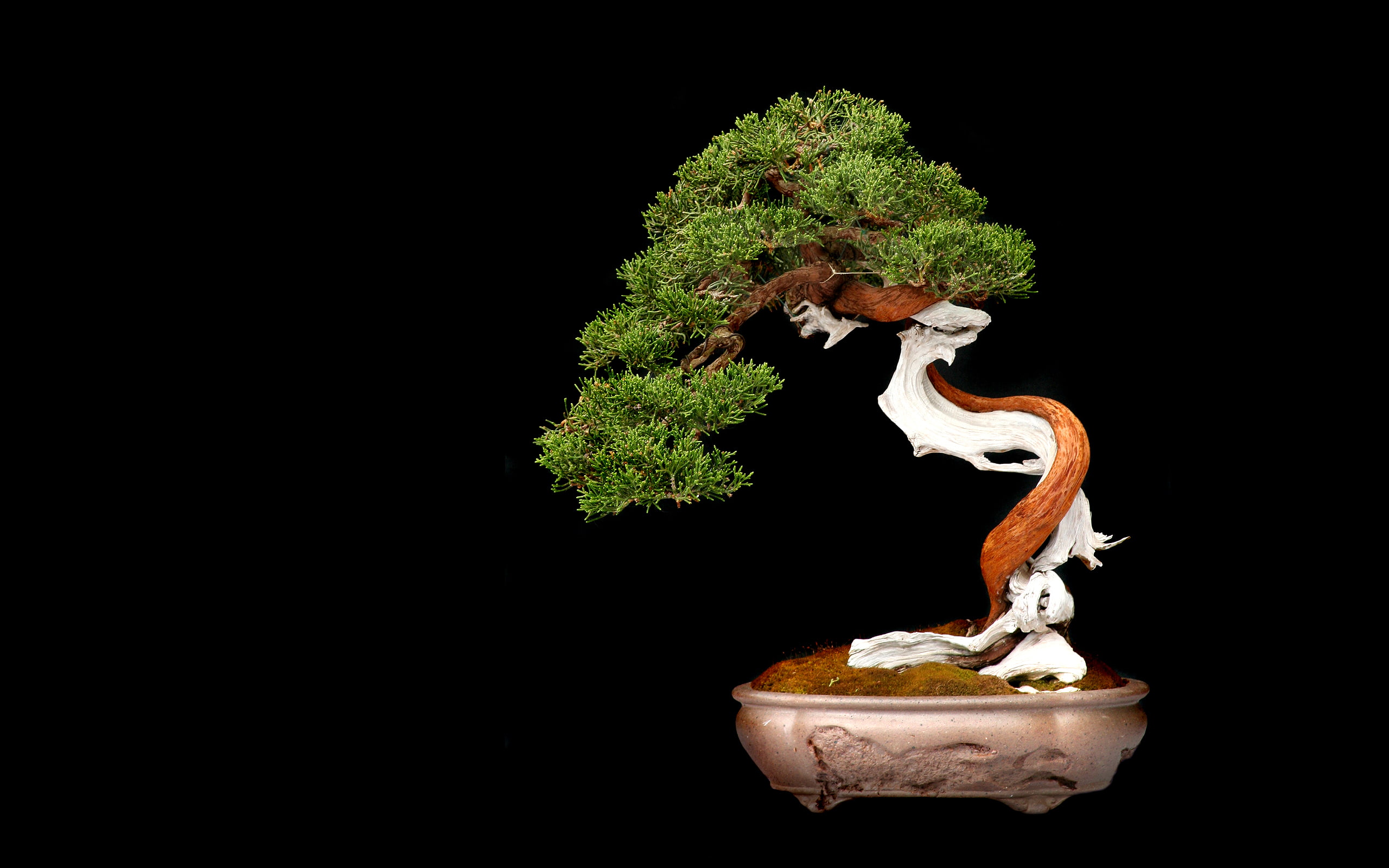 Tree Bonsai Black HD bonsai tree nature 2k