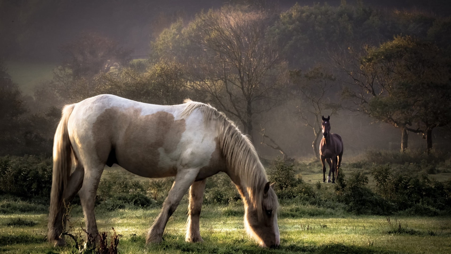 white and brown horse animals nature animal themes mammal 2k