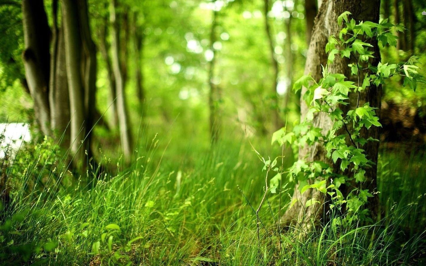 Windows 10 Nature Landscape Wallpaper 04 plant green color