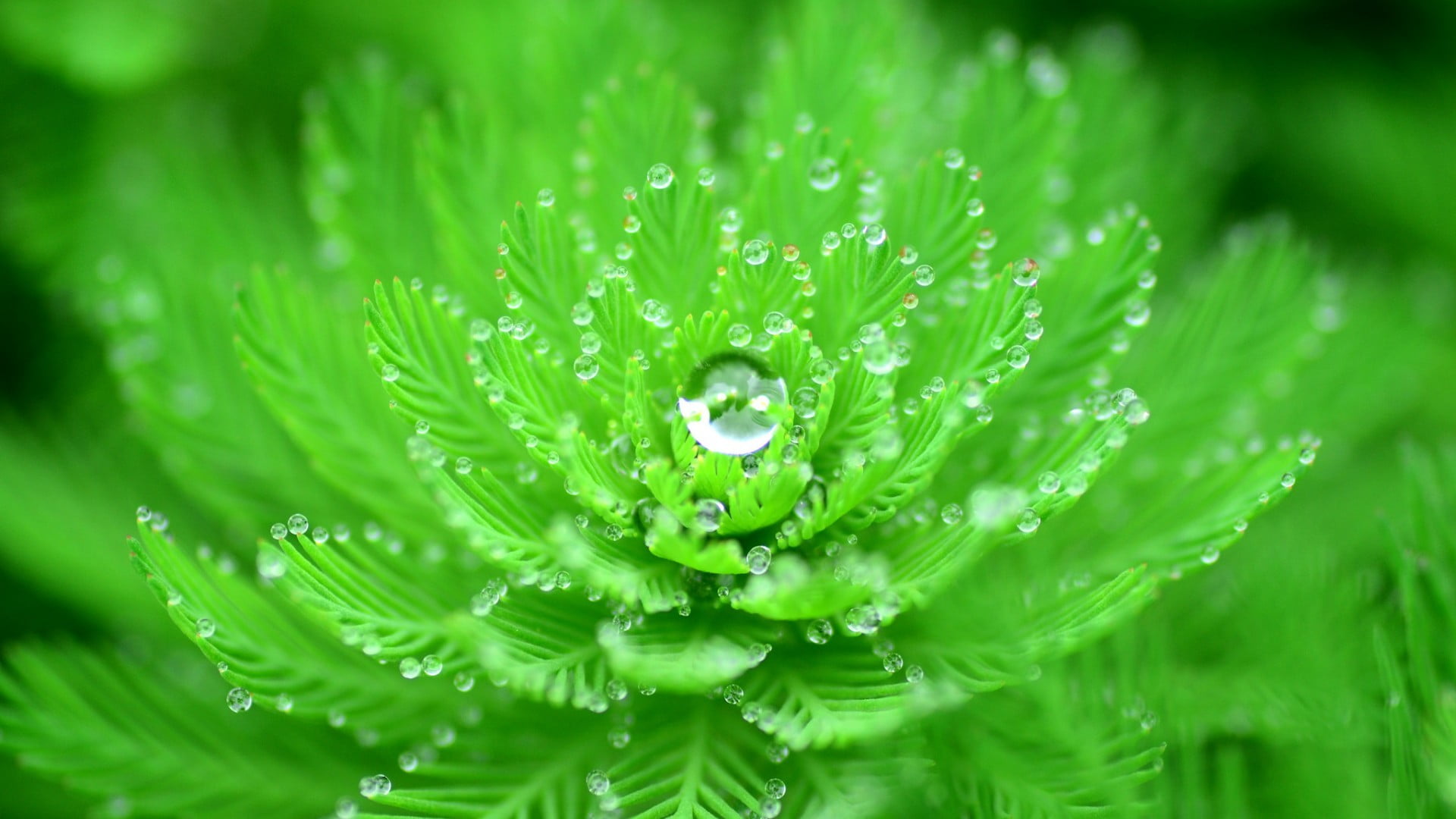 green leafed plant with water due closeup drops nature 2k