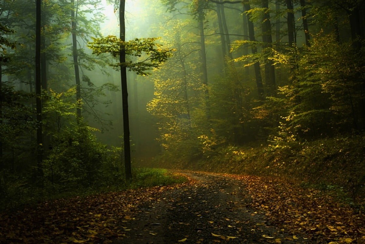 green leafed tree forest and pathway fall mist shrubs morning