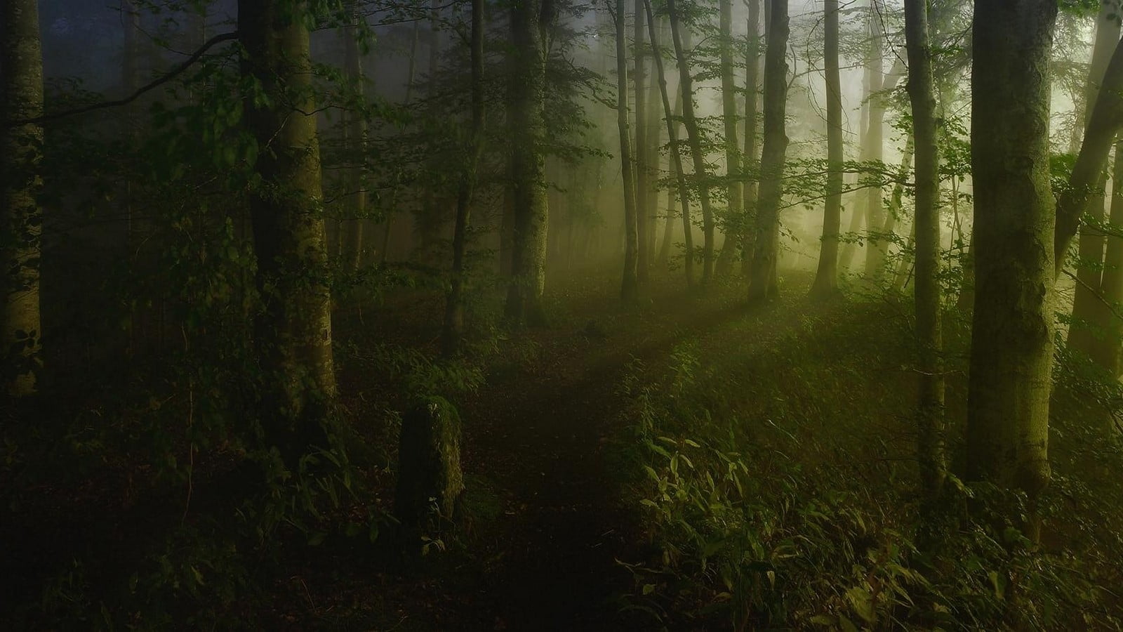 green leafed trees landscape nature forest mist shrubs path 2k