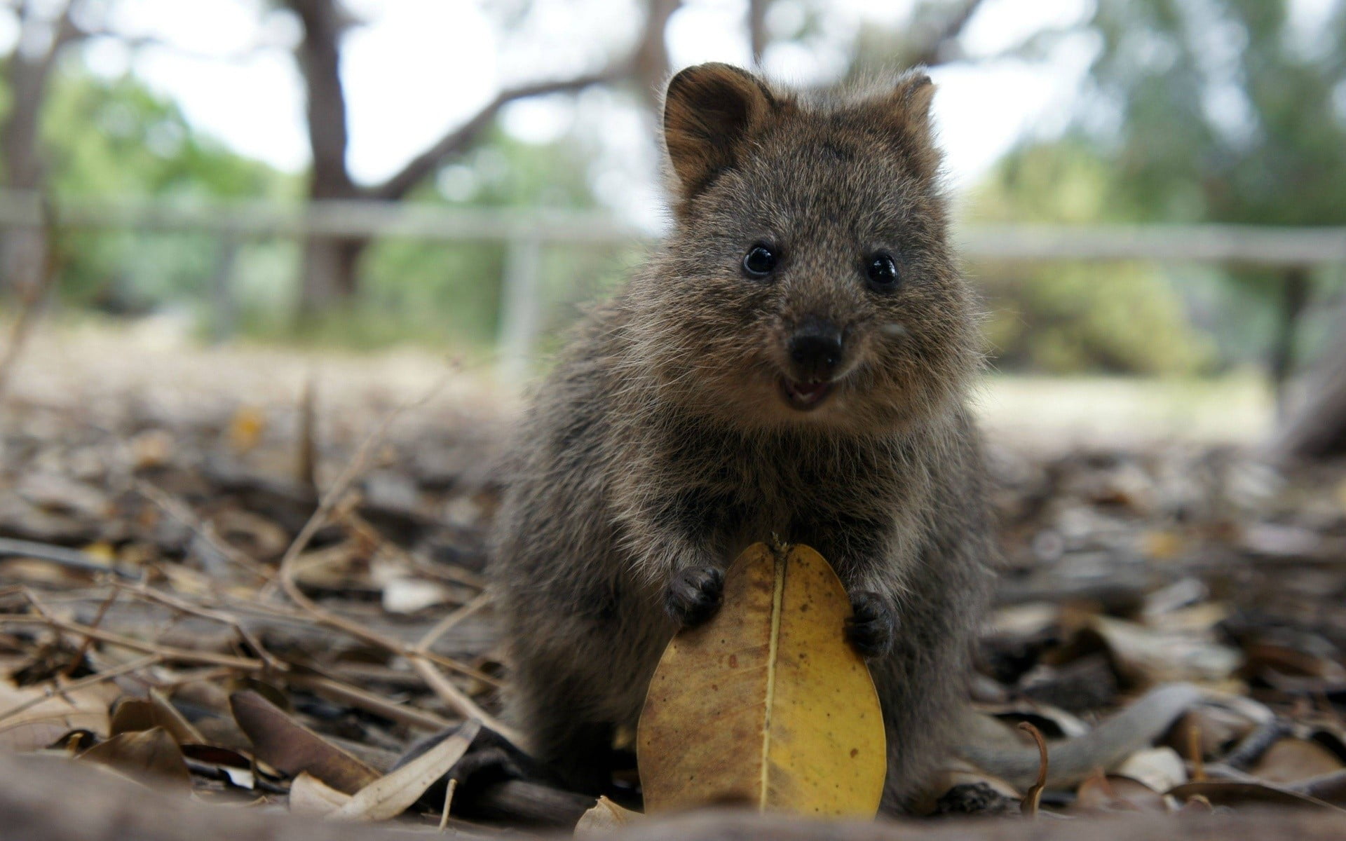 gray rodent grey and brown squirrel holding yellow leaf quokka 2k