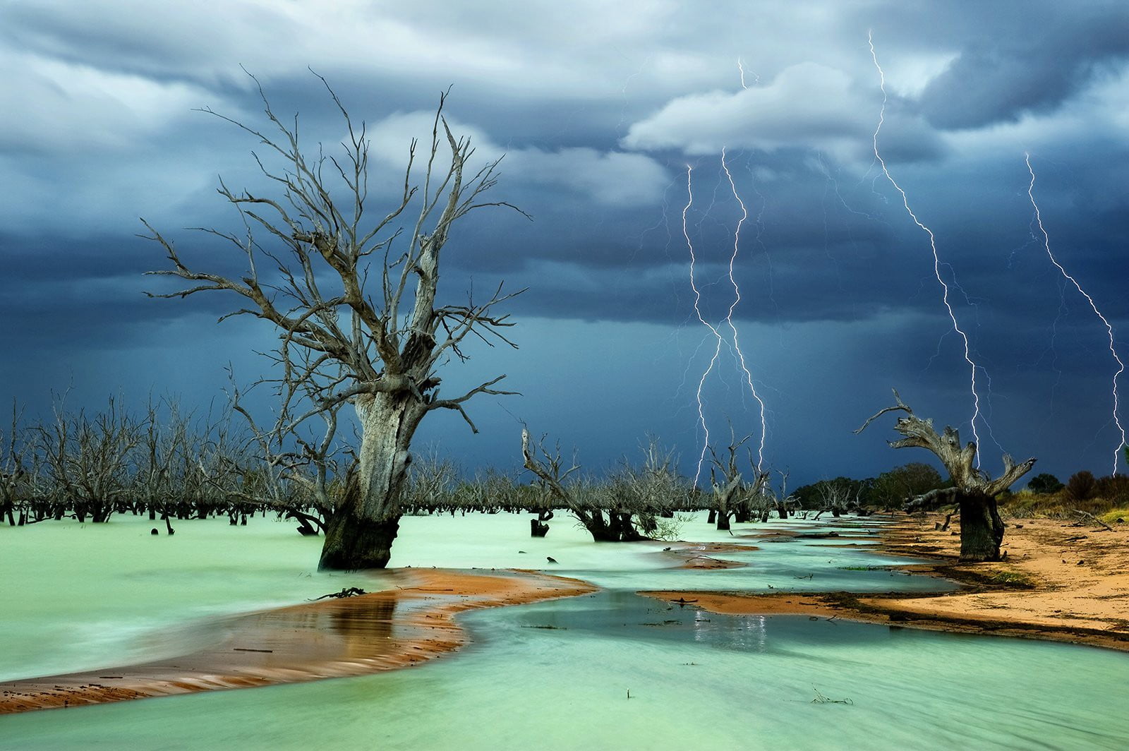 gray tree bark lightning storm dead trees beach nature cloud sky 2k