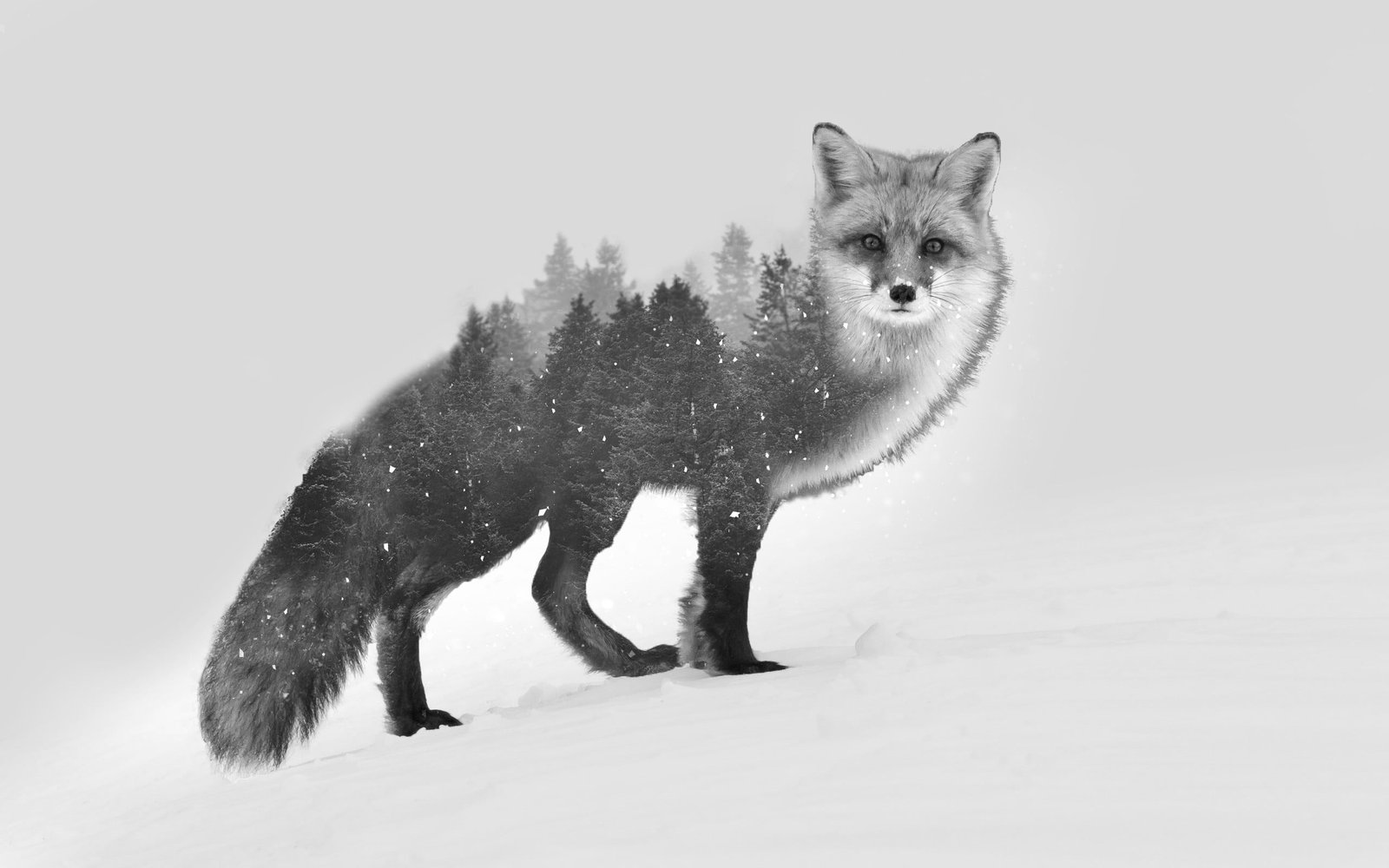 grey wolf gray fox illustration double exposure black white 2k