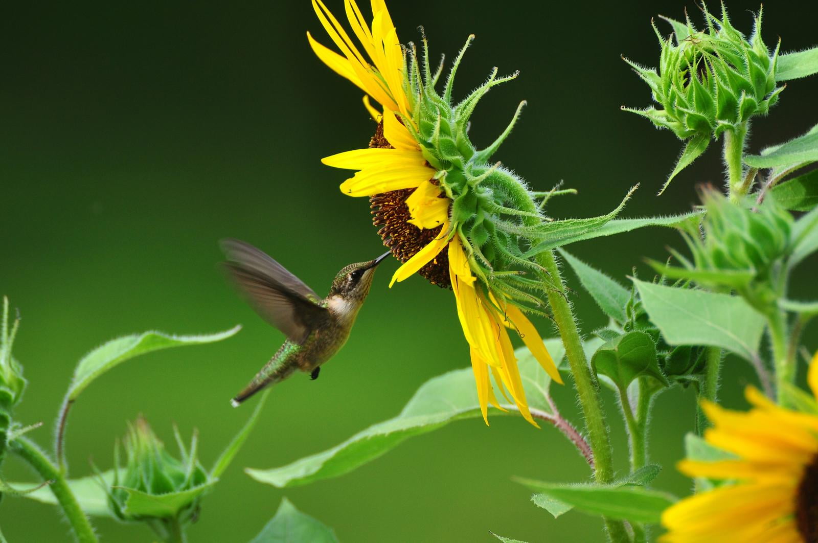 humming bird hovering near sunflower Good morning hummingbird 2k