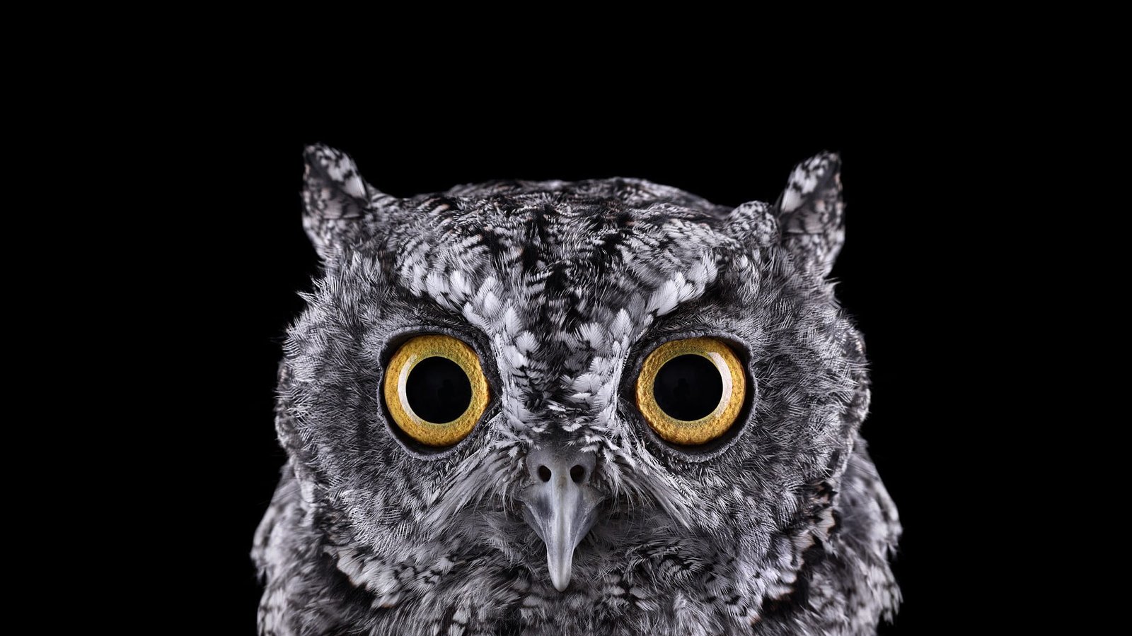 grey owl selective focus photograph of face photography 2k