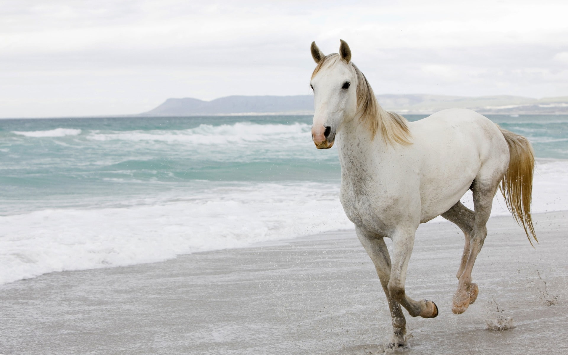 horse beach animals mammals 2k