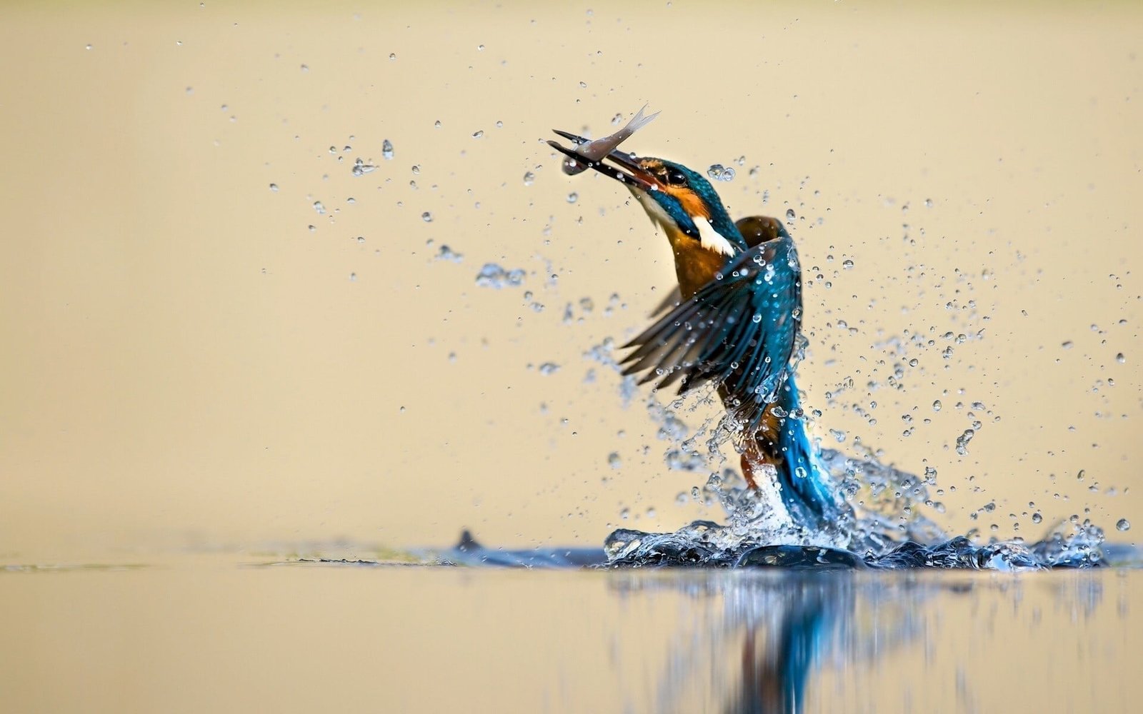 kingfisher catching fish wallpaper animals birds nature water 2k