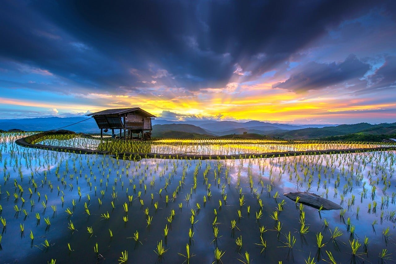 landscape photography of brown house on body water rice paddy