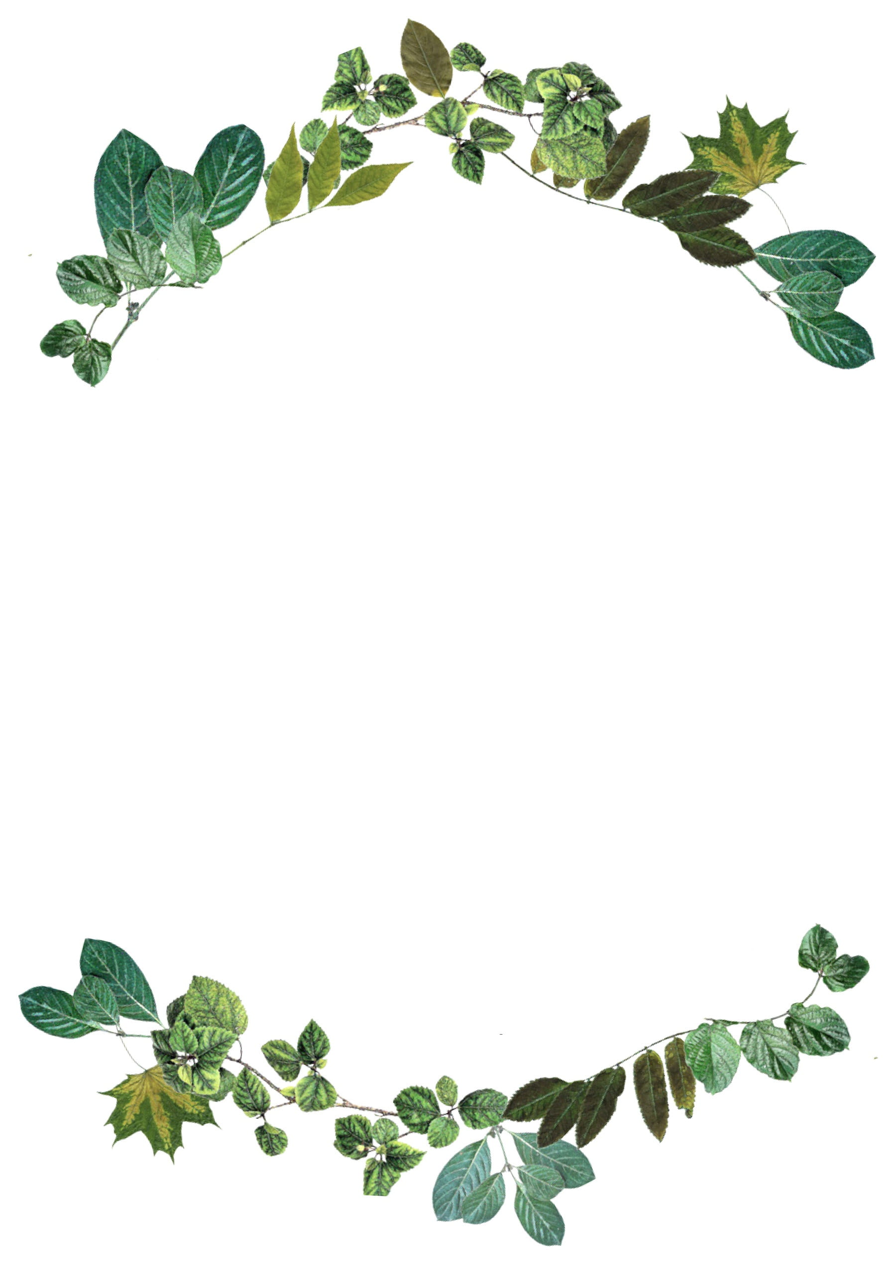 leaves border nature frame design foliage color green 2k