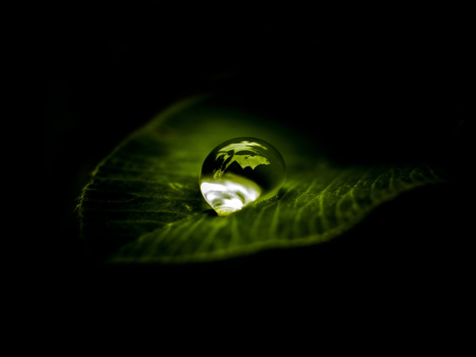 macro photography of water drops into the leaf a drop zen 2k 4k