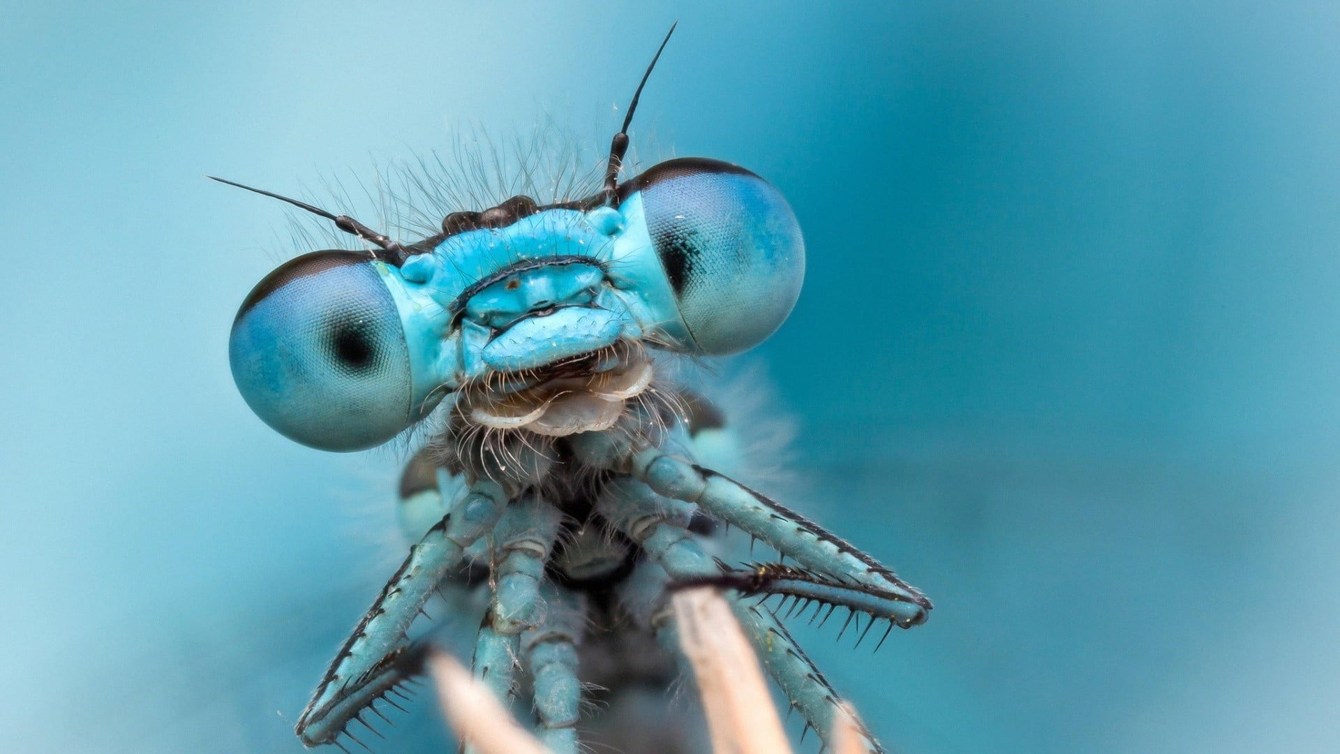 macro shot photography of blue dragon fly dragonflies bug insect 2k