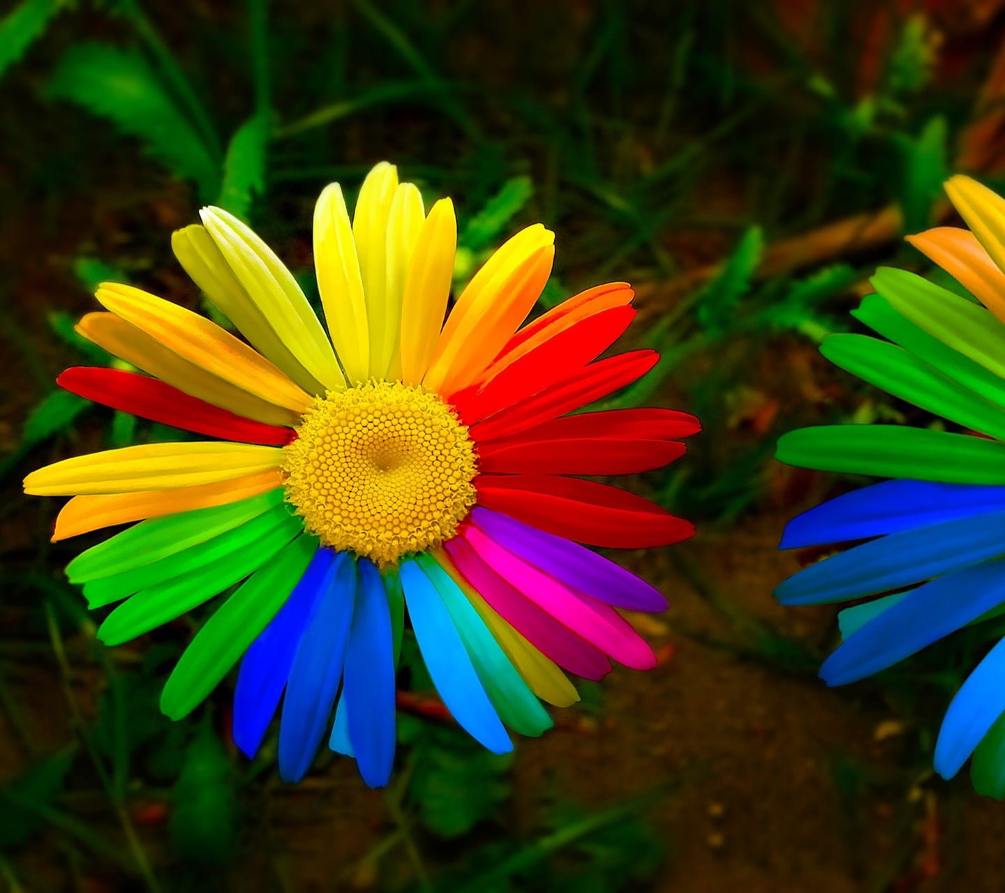 nature colorful flowers vulnerability flowering plant fragility