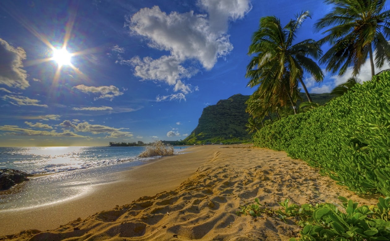nature photography landscape beach sand palm trees shrubs