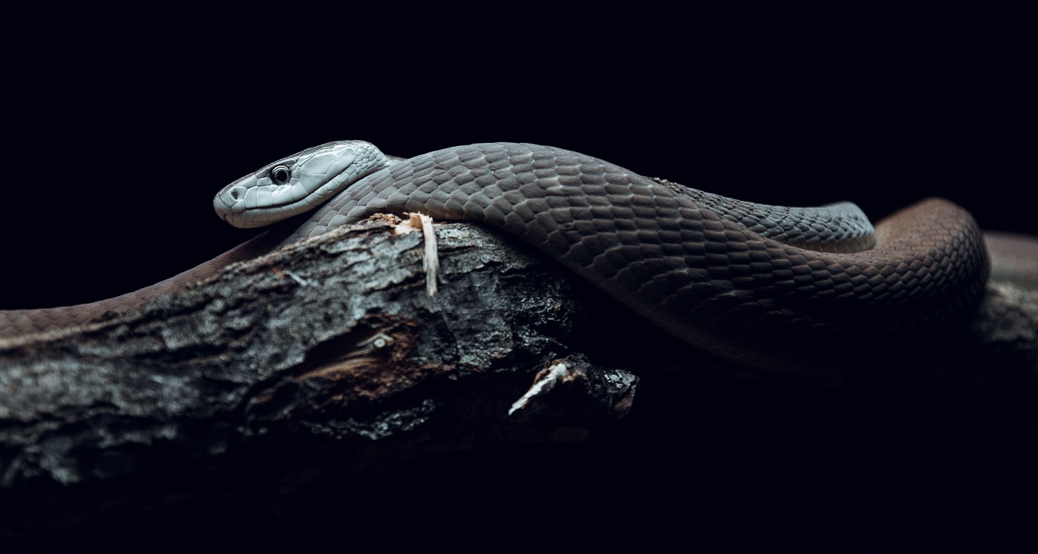 nature snake reptiles wildlife photography branch mamba 2k