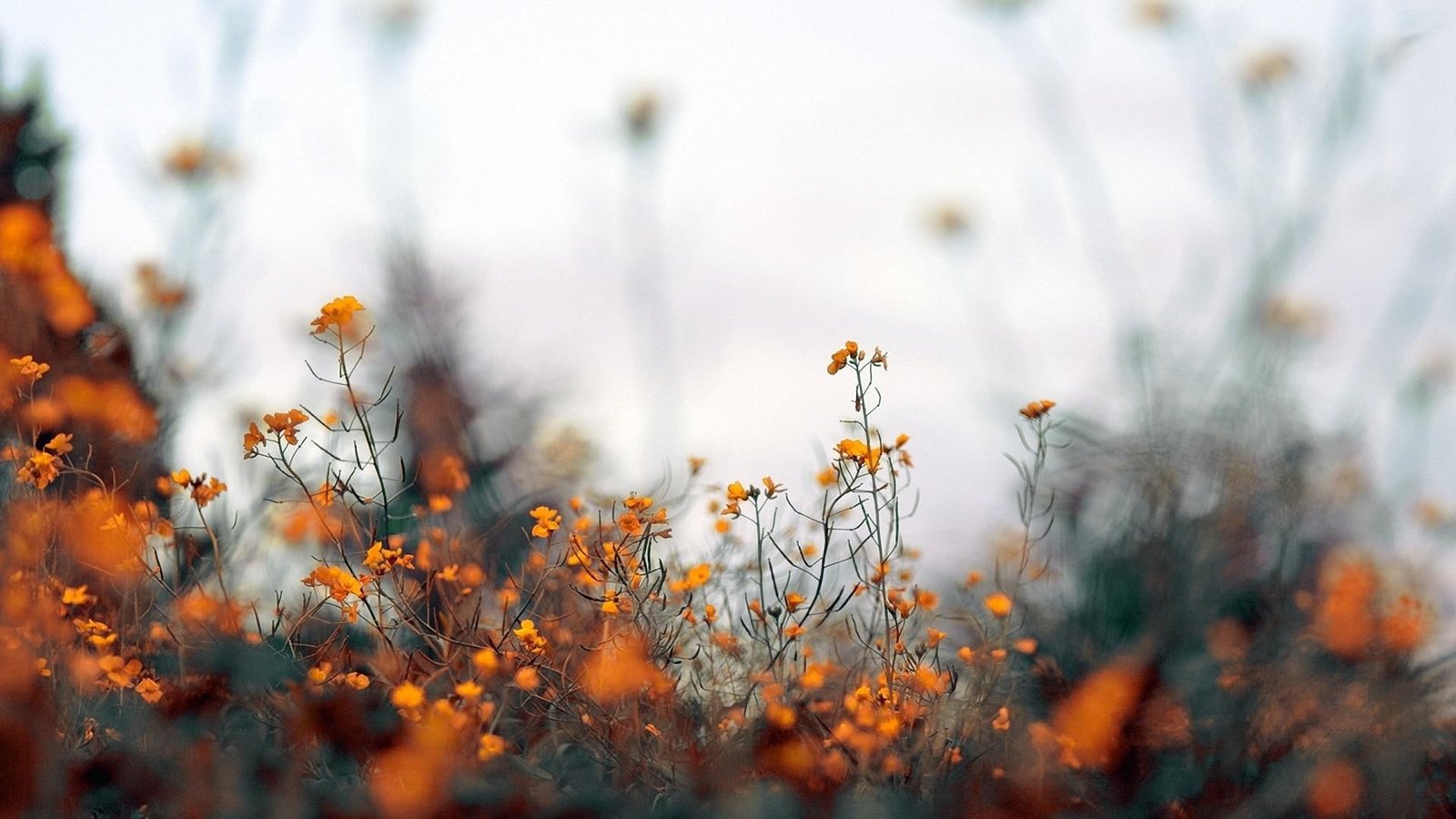 Nature Flowers Plants Depth Field Pictures For Desktop 2k