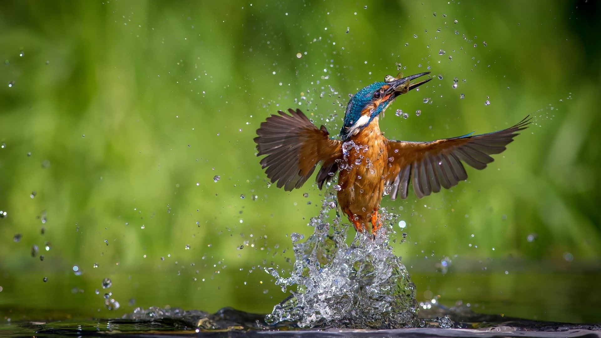 nature animals birds kingfisher water drops animal themes 2k