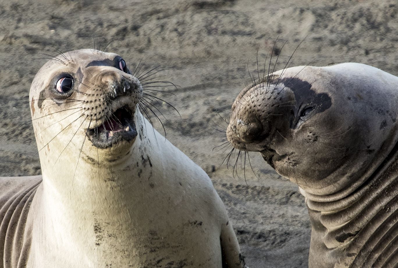 nature animals seals humor George Cathcart Meme potential