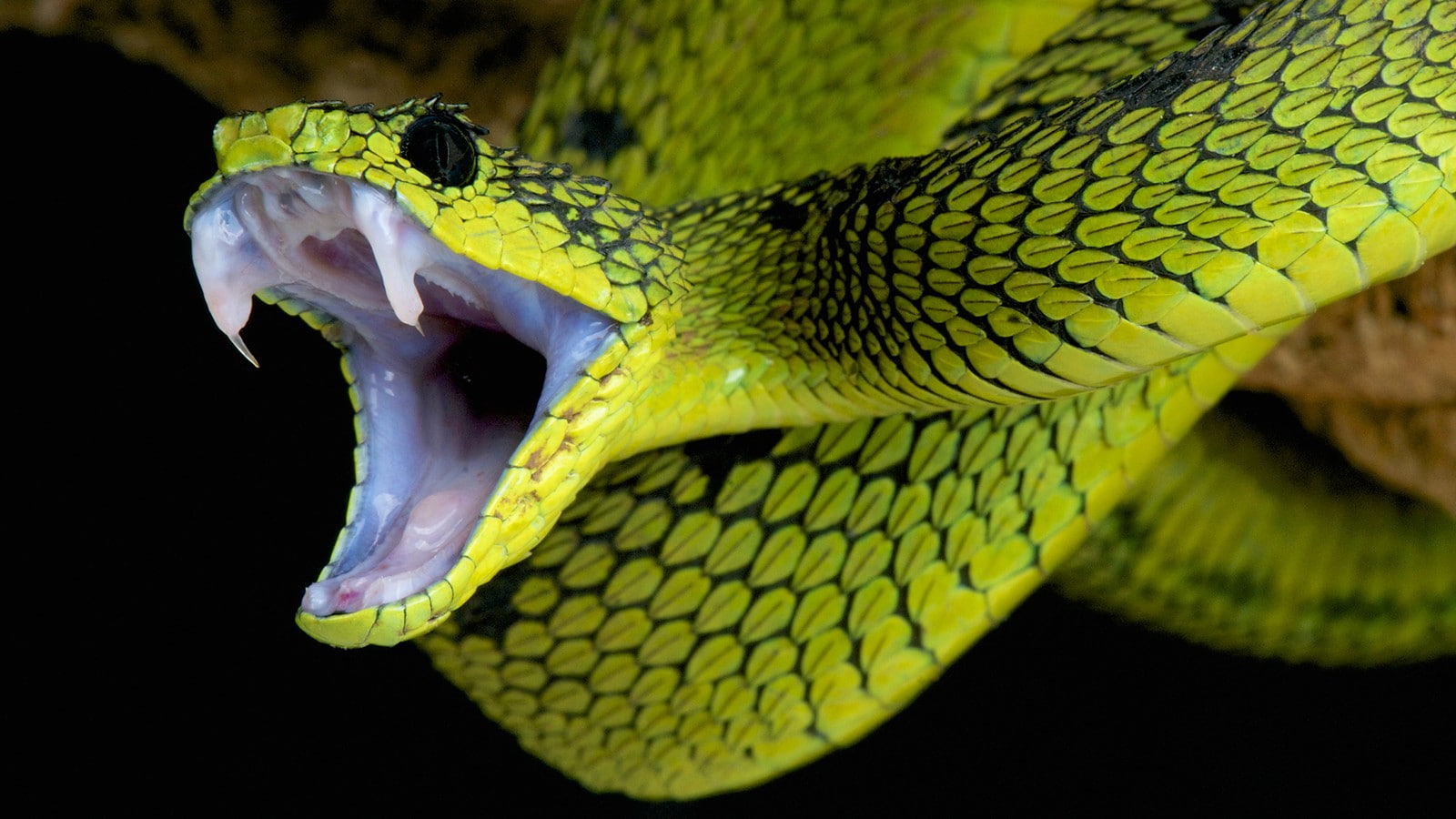 nature animals snake black background skin fangs reptiles 2k