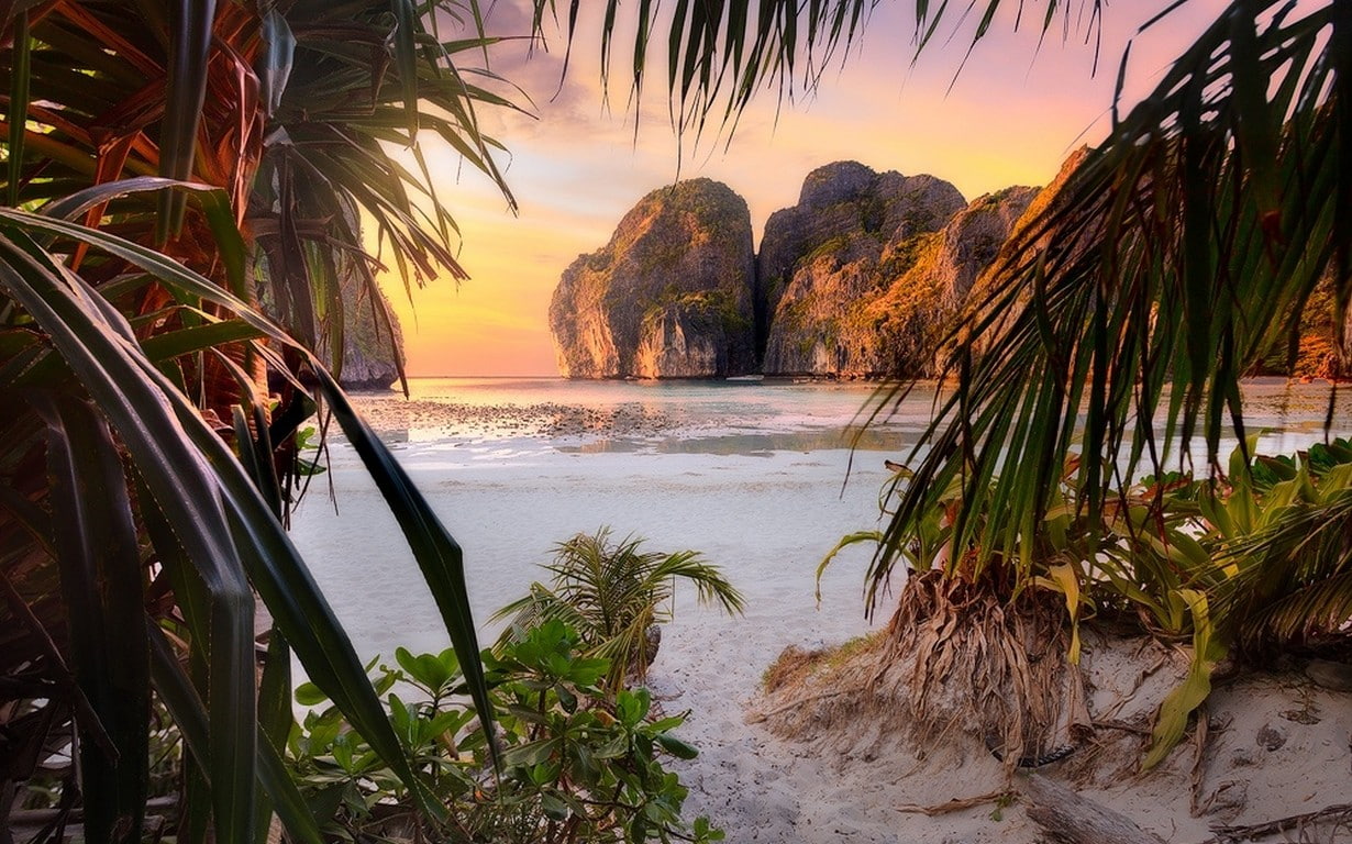 nature landscape beach sunset palm trees shrubs rock