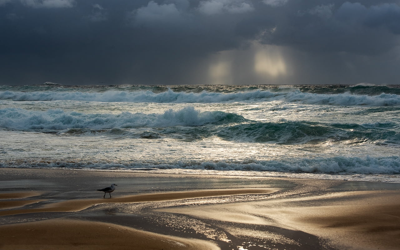 ocean waves seagulls beach overcast Sydney Australia cloud sky