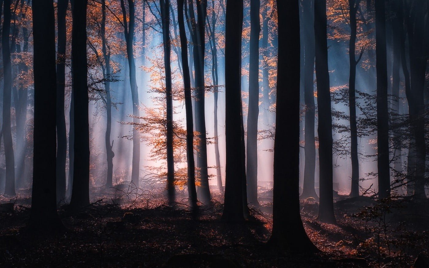 orange trees silhouette of during nighttime nature forest