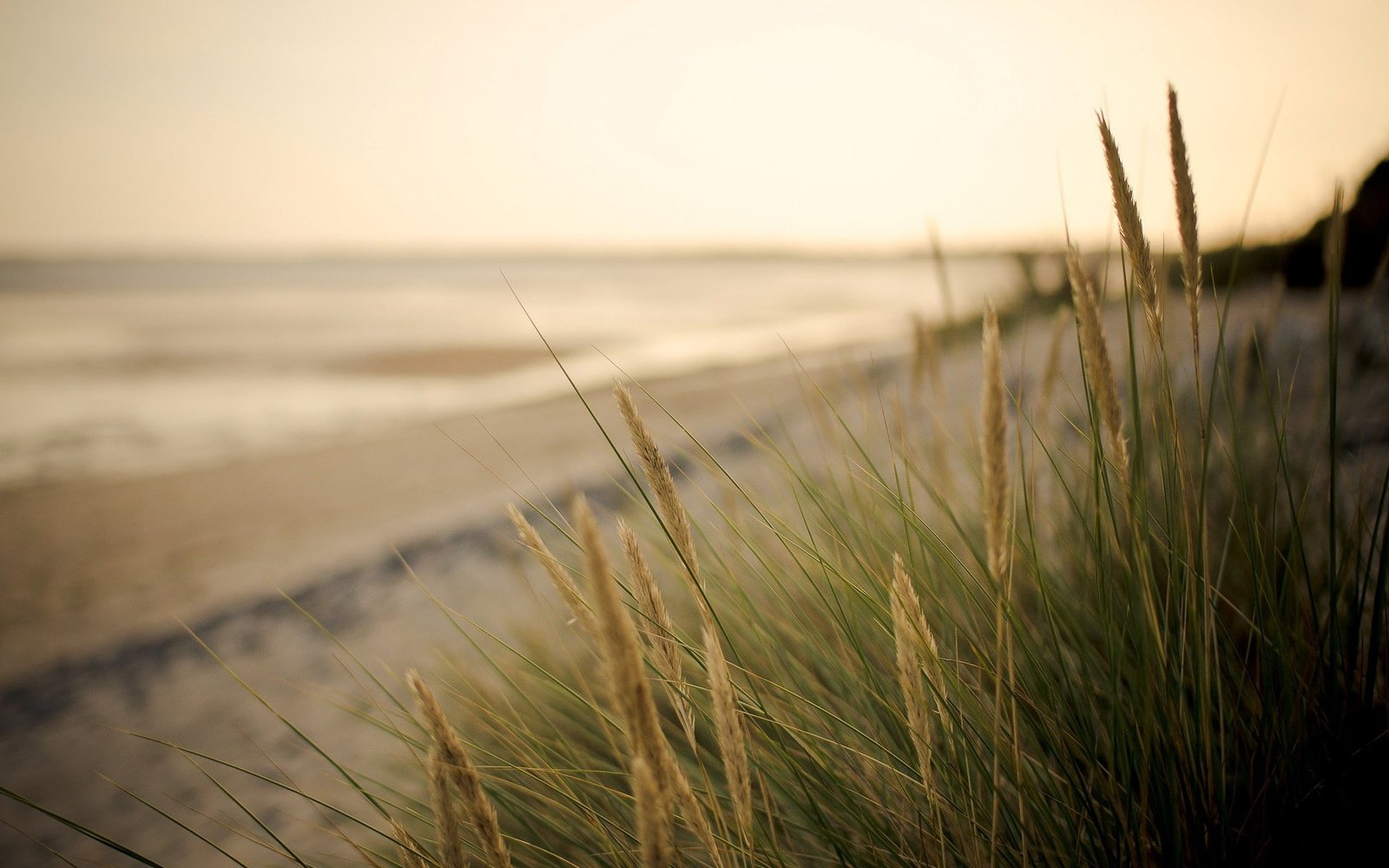 Plant vegetation selective photograph of green and brown grass 2k