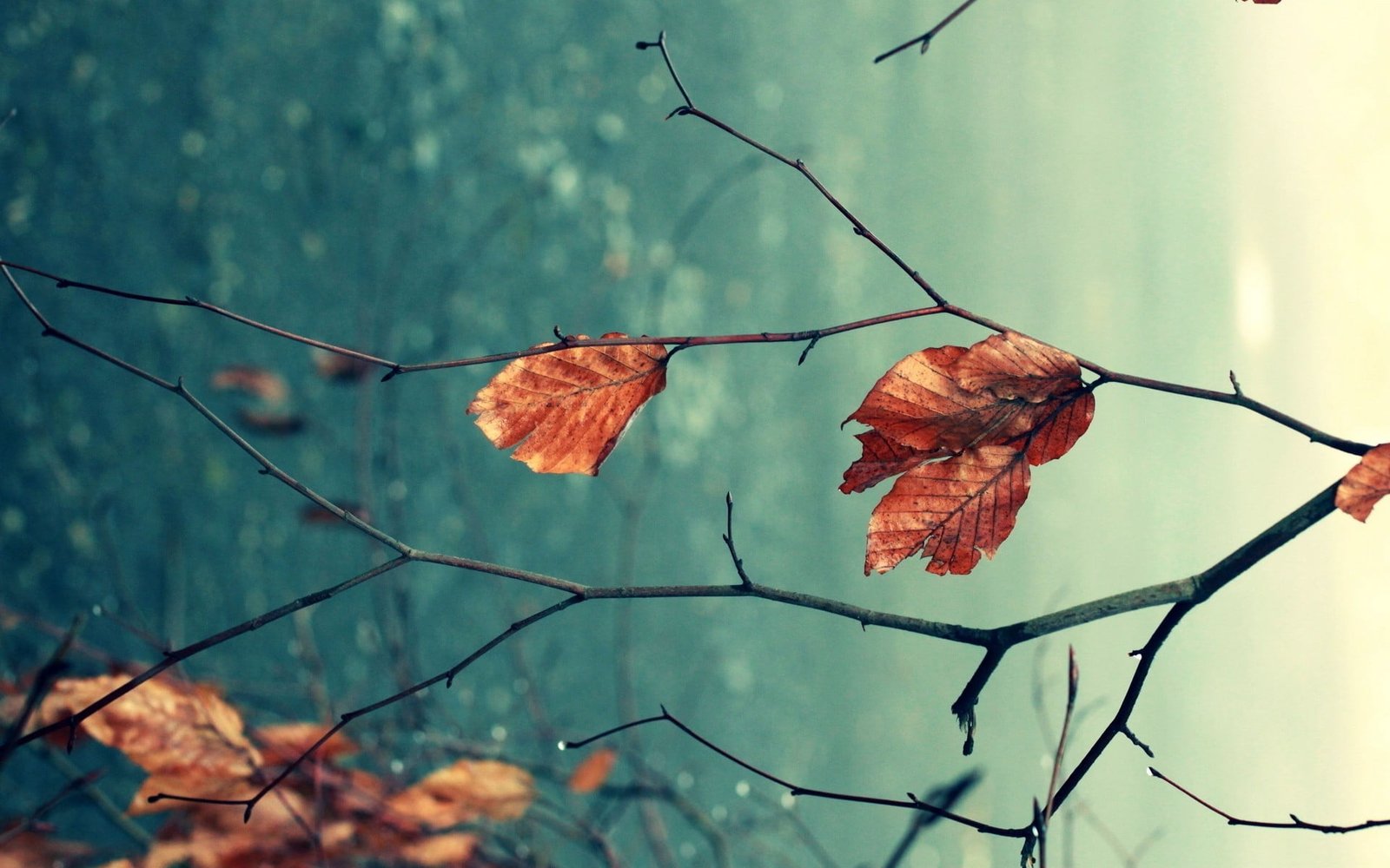 red leaves selective focus photography of dried leaf on tree branch 2k