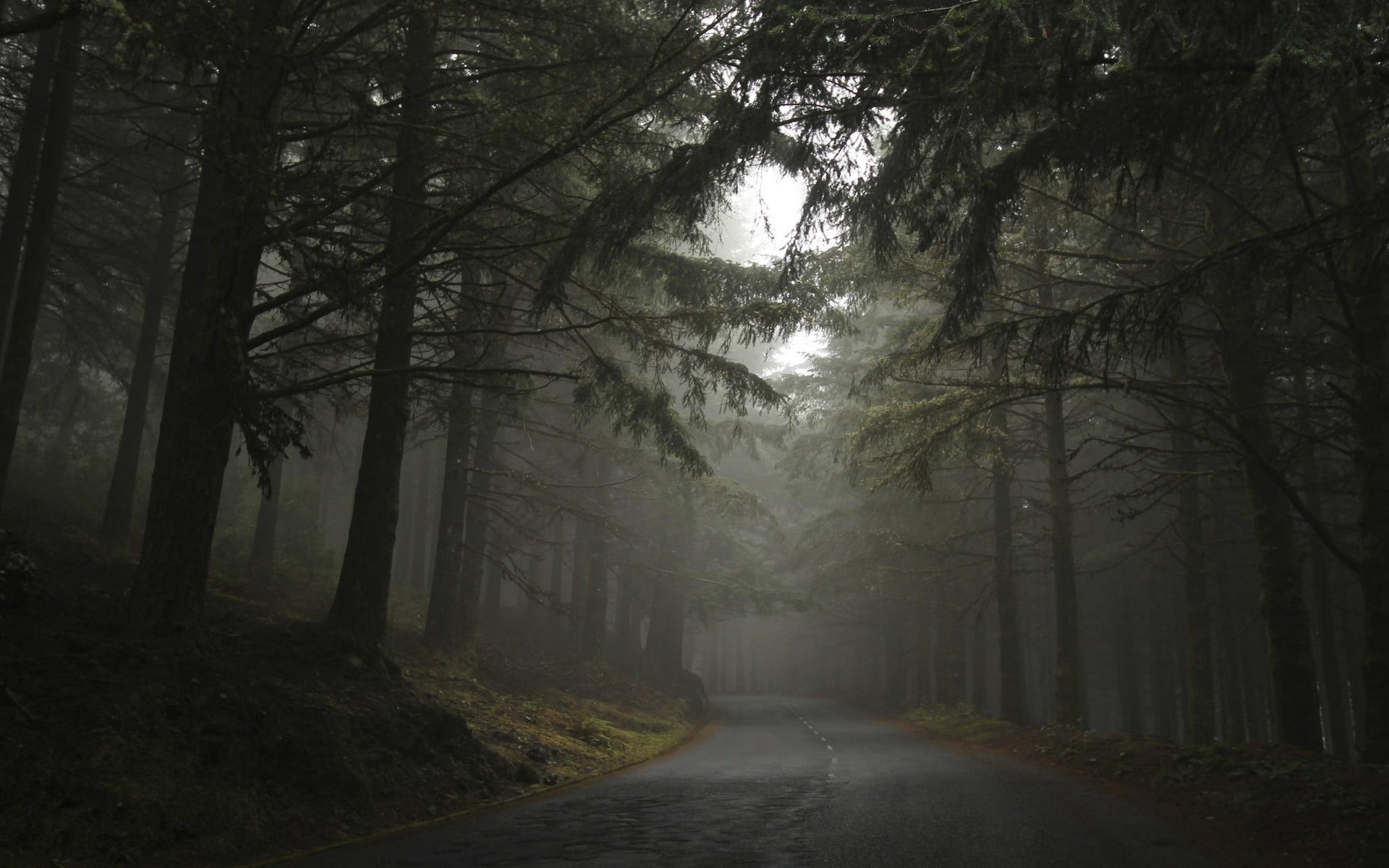 road in between trees during cloudy day nature landscape mist 2k