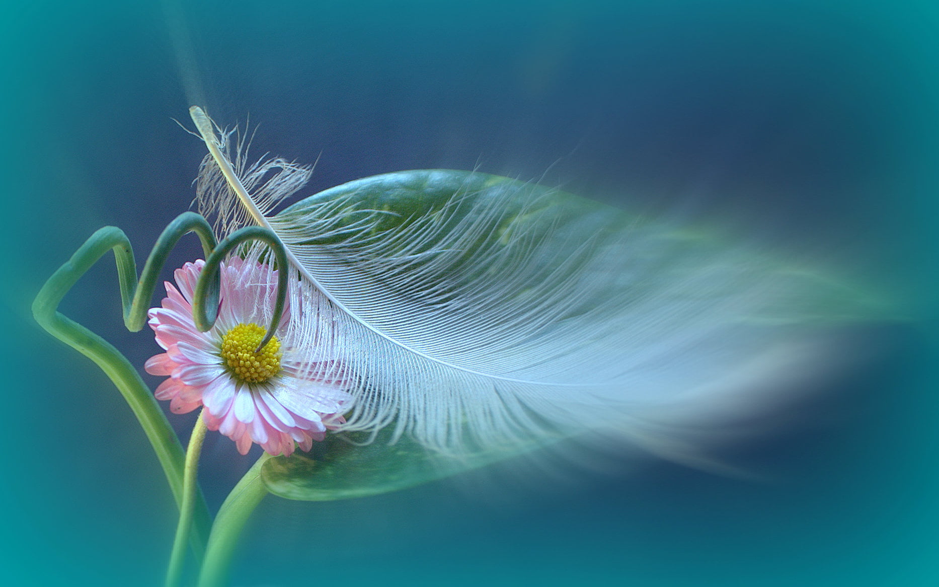 selective focus photo of pink daisy flower with white bird feather 2k