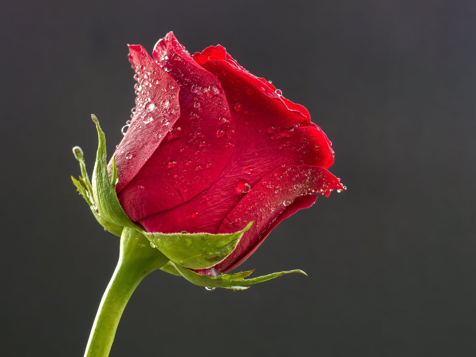 selective focus photo of red rose Blume flower Panasonic Lumix 2k